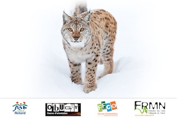 Ain Raid Blanc 2014, sur les traces du Lynx du retord
